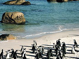 Boulders beach penguins