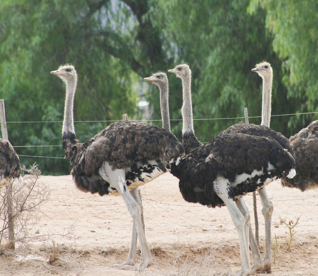 Cango Ostrich Farm