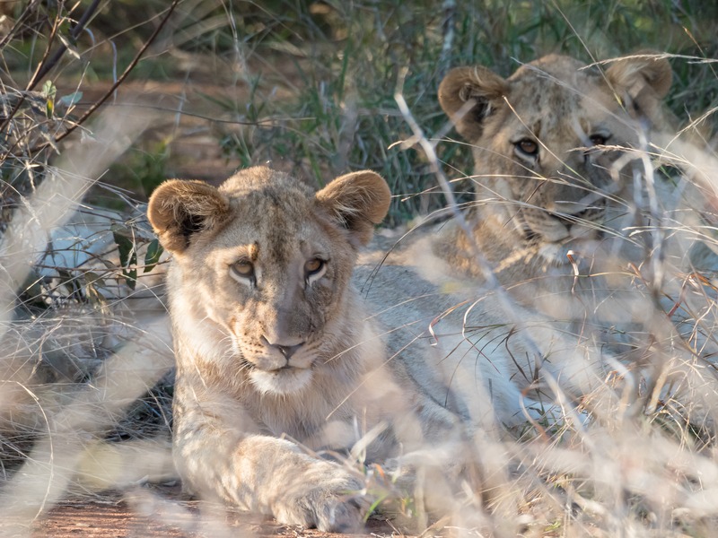 Madikwe Game Reserve