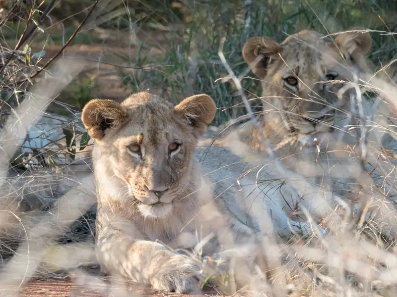 Madikwe Game Reserve
