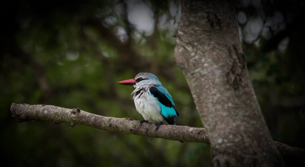 Manyeleti Private Game Reserve