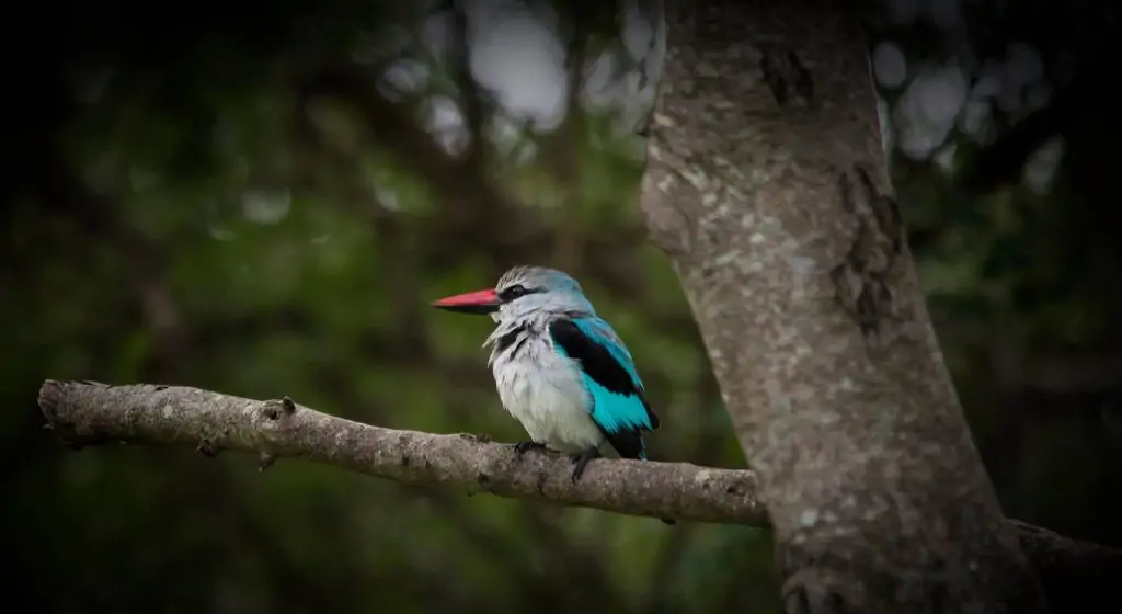 Manyeleti Private Game Reserve