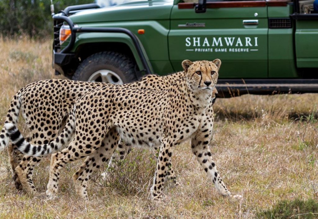 Shamwari Private Game Reserve