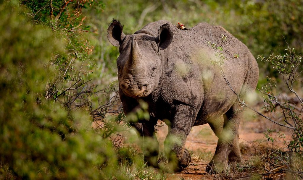 Timbavati Nature Reserve