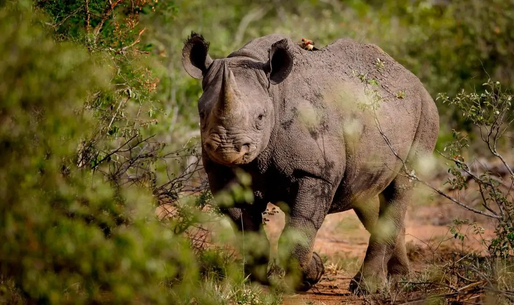 Timbavati Nature Reserve