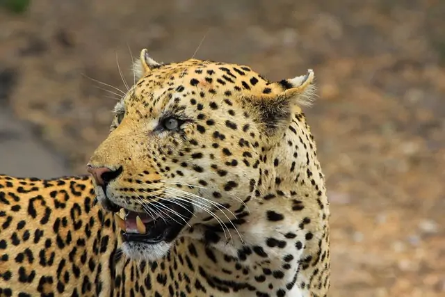leopard