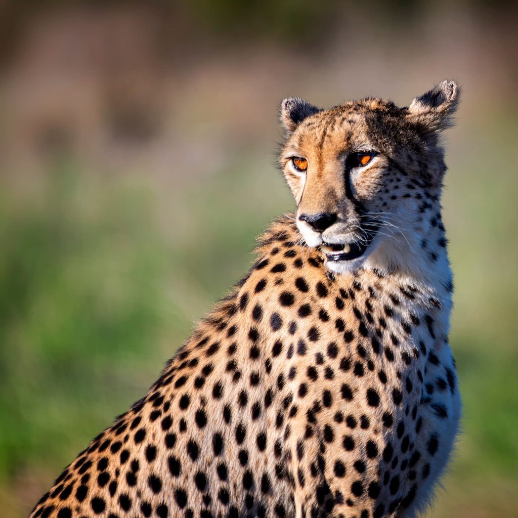 sabi sands game reserve