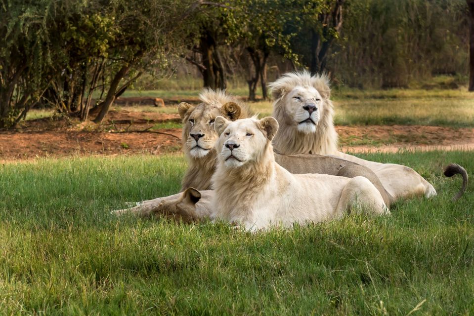 Lion safari park 
