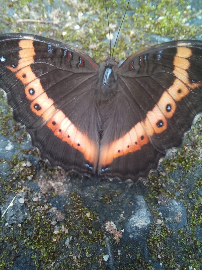 Butterfly Valley