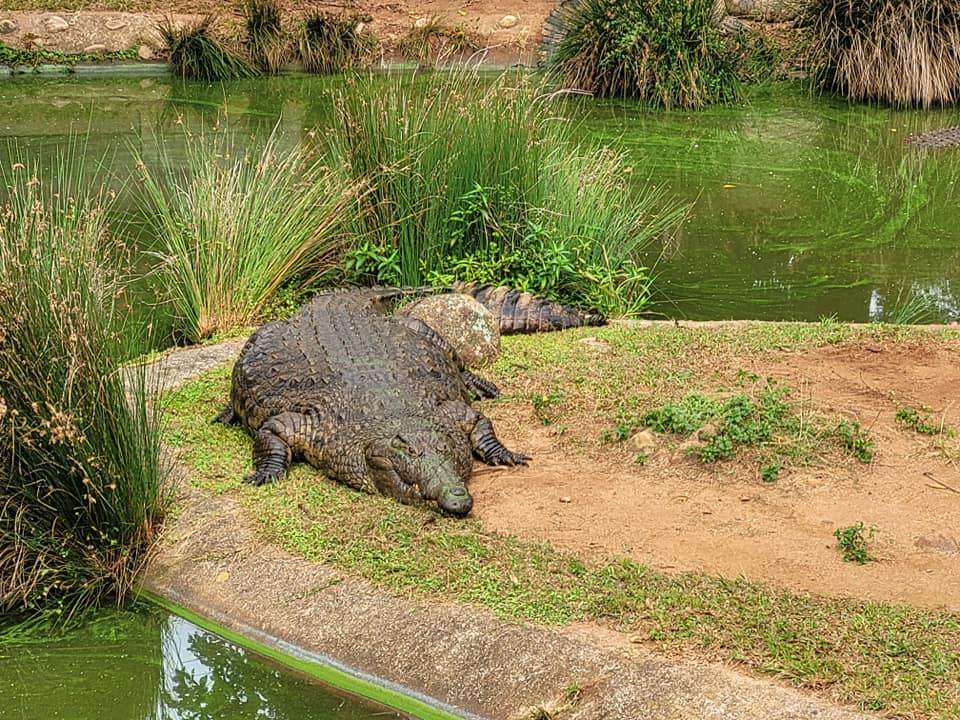 Riverbend Crocodile Farm