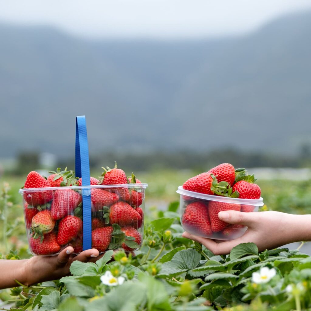 Redberry Farm