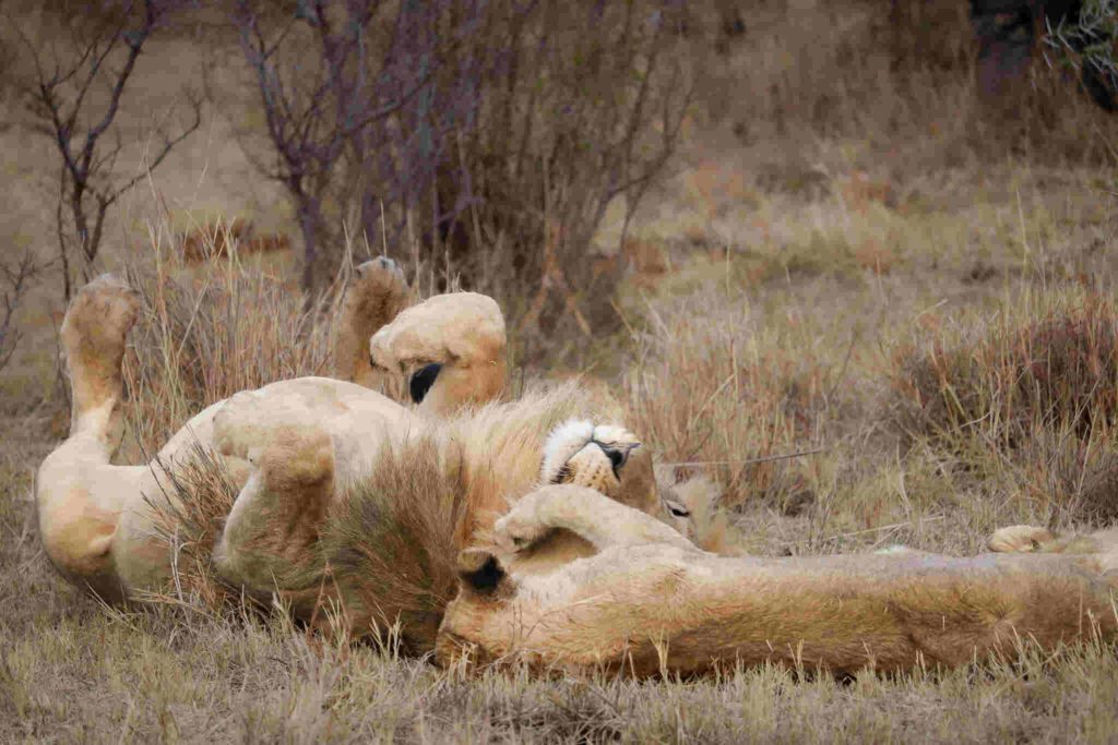 Thutlwa safari lodge