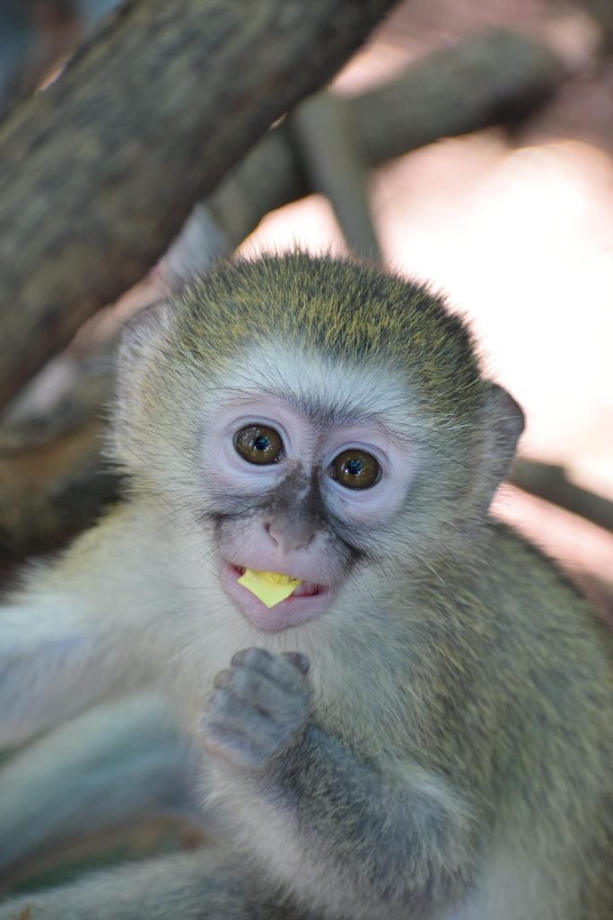 Vervet Monkey Foundation 