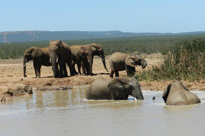 Addo Elephant