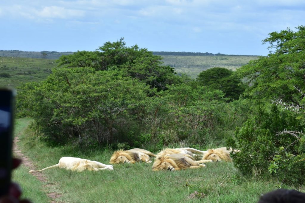 Inkwenkwezi Private Game Reserve