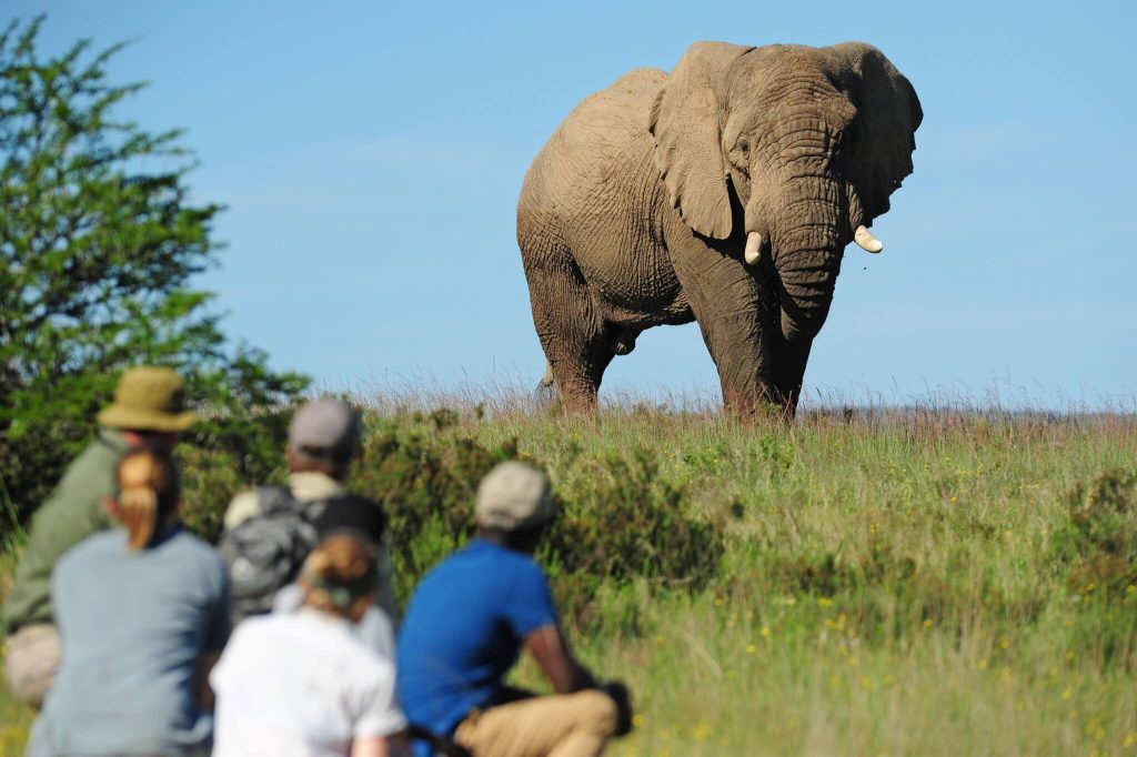 Shamwari Private Game Reserve