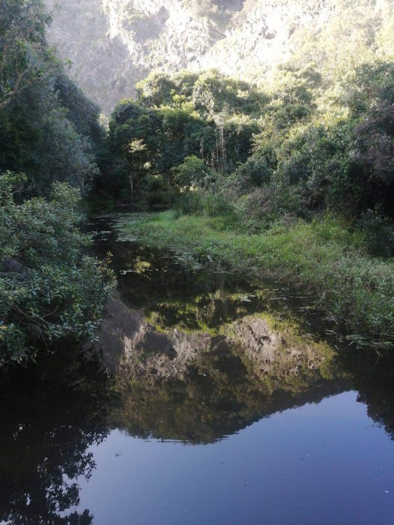 Brownhooded Kingfisher Trail