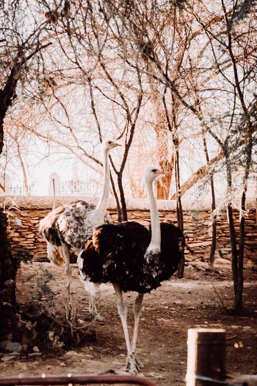 Chandelier game lodge