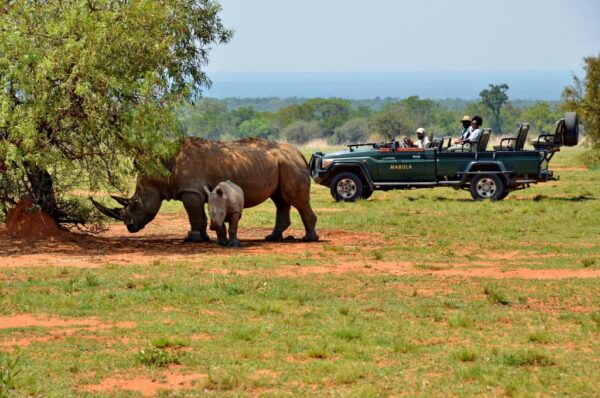 Best bush retreats near Johannesburg: top 9 visitor-recommended bush ...