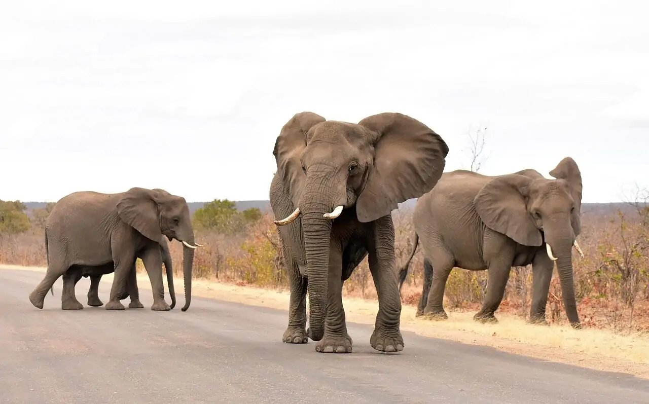 south africa, kruger national park, safari, wildlife, elephant, nature, africa, wilderness, south africa, south africa, elephant, elephant, elephant, elephant, elephant